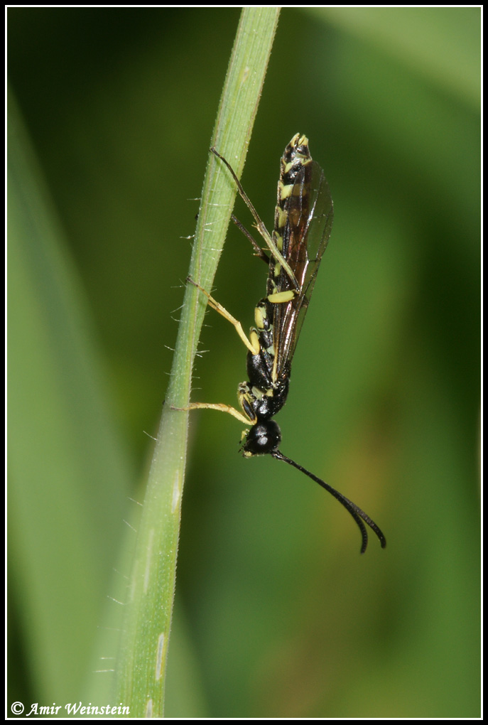 wasps to ID